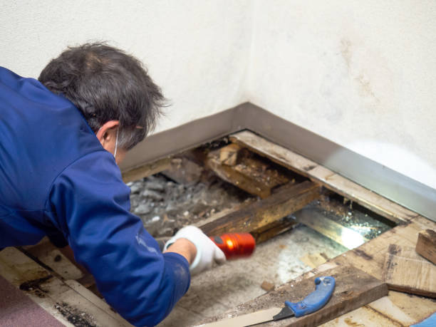 Best Mold Remediation Experts  in Plumsteadville, PA