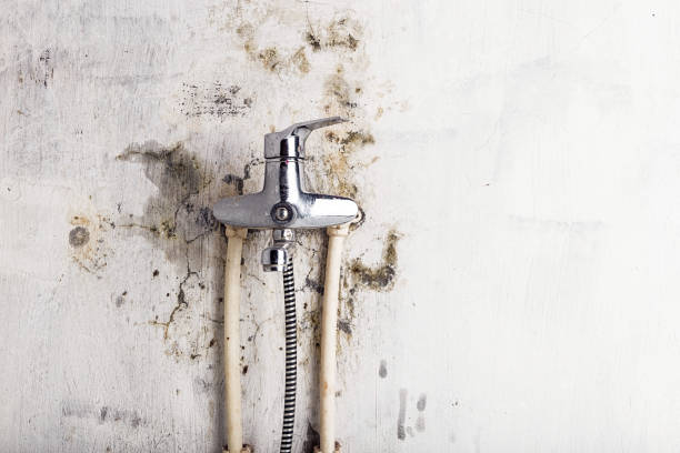 Best Office Mold Removal Services  in Plumsteadville, PA