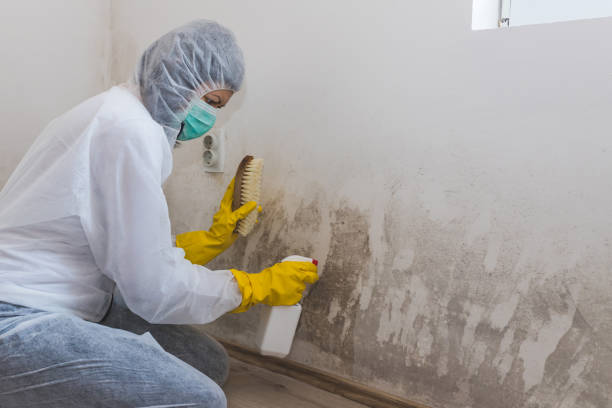 Best Best Mold Removal Companies  in Plumsteadville, PA