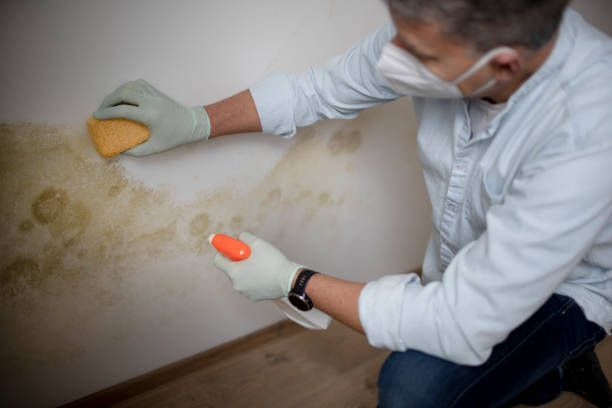 Best Black Mold Removal  in Plumsteadville, PA