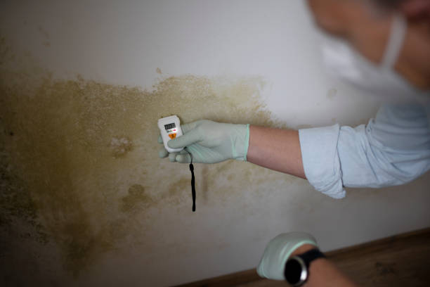 Crawl Space Mold Removal in Plumsteadville, PA