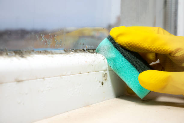 Best Mold Removal Near Me  in Plumsteadville, PA