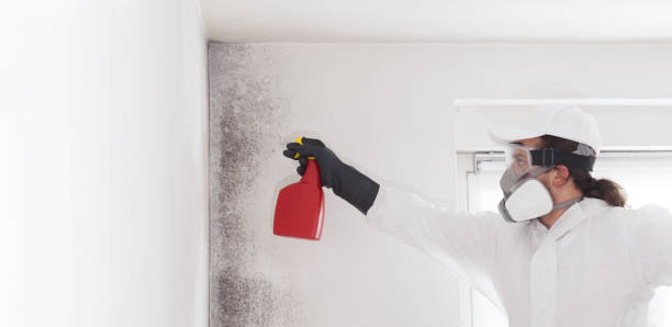 Best Mold Cleaning Services  in Plumsteadville, PA