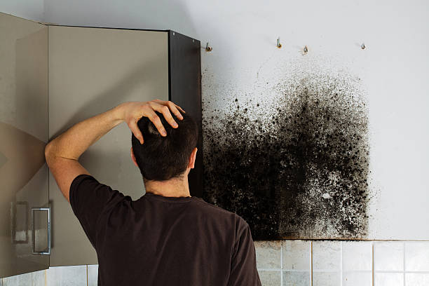 Best Home Mold Removal  in Plumsteadville, PA